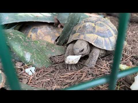Видео: С автобусной станции Будва отправляюсь в Тиват. Как доехать на автобусе из аэропорта Тиват в Будву?