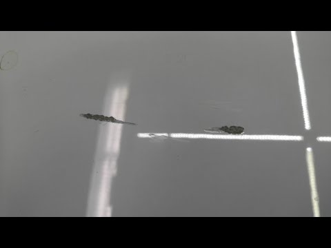 Видео: Как правильно заделать скол на капоте с помощью иголки или зубачистки
