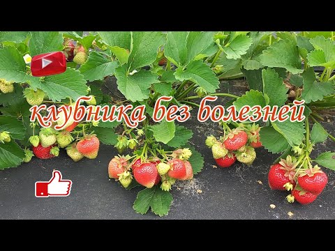 Видео: Что нужно сделать, чтобы клубника не болела.