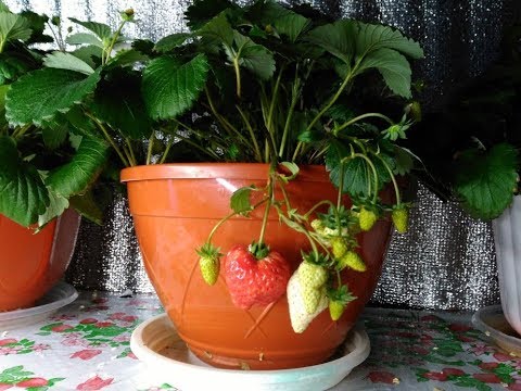 Видео: Клубника под фитолампой. 1 января.