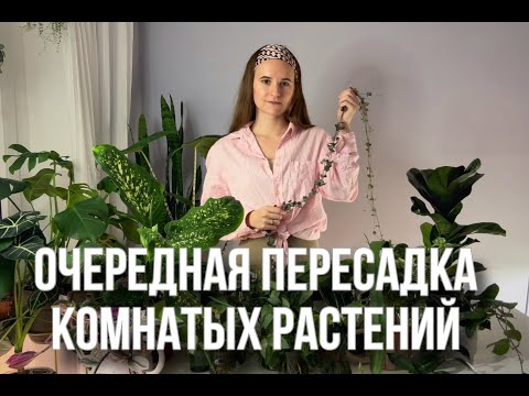 Видео: Разговорная пересадка комнатных растений