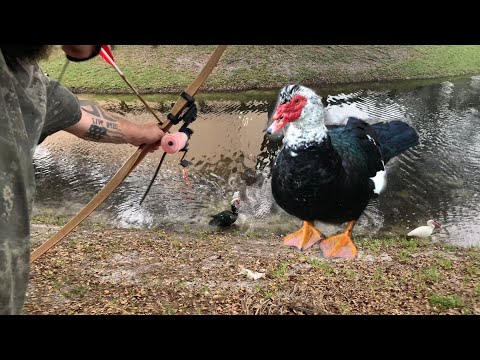 Видео: Охота с луком и стрелами на карри из утки! Инвазивное уничтожение уток во Флориде!