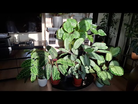 Видео: Обзор коллекции калатей,ктенант и стромант ( По просьбе подписчиков)