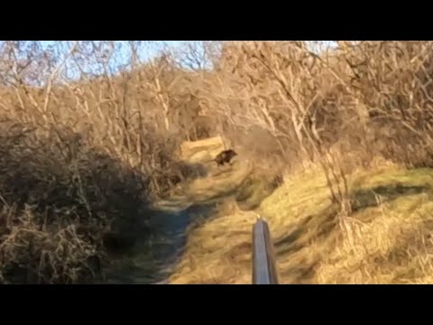 Видео: Смертельные петли браконьеров: Косули, кабаны и собаки под угрозой. Прибаутки охотников)