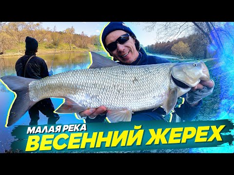 Видео: Ловля ЖЕРЕХА. Малая река весной. Рыбалка с #OnlySpin