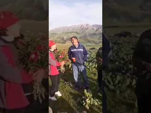 Видео: Достор менен жайлоодо эс алуу