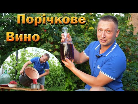 Видео: Вино з порічок, смородини червоної. Домашнє плодове вино