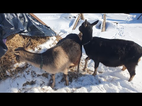 Видео: Пропиленгликоль // Солома и другое