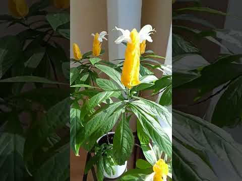 Видео: Пахистахис. Размножение 3 часть .