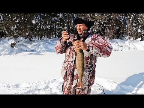 Видео: Эксклюзивные кадры охоты тайменя на хариуса. Таймень и хариус рыбалка на дальнем востоке.