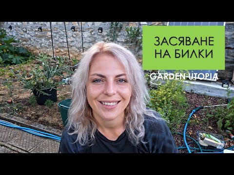 Видео: Засяване на БИЛКИ