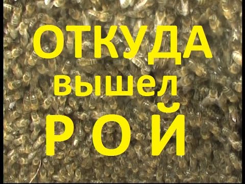 Видео: Откуда вышел рой