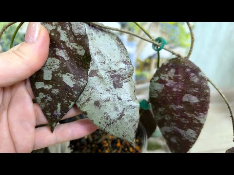 Видео: Хойи и новый грунт для них.