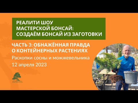 Видео: Как сделать бонсай из сосны и можжевельника?