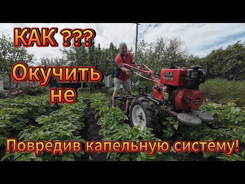 Видео: Капельный полив и окучивание: как не повредить систему мотоблоком.