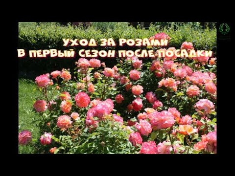 Видео: Уход за розами в первый сезон после посадки. Питомник 🌹 и 🌲 Е. Иващенко