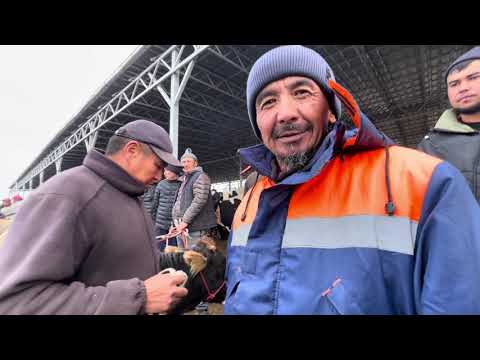 Видео: Уй-Кунаажын/ Каракол мал базар/ 19-Октябрь #караколмалбазар 