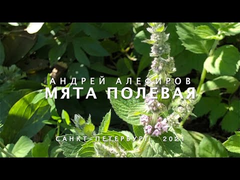 Видео: Мята полевая. Алефиров А.Н.