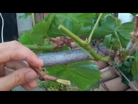 Видео: Техника прививки винограда