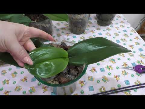 Видео: Орхидеи! Ответы на наболевшие вопросы!!!!