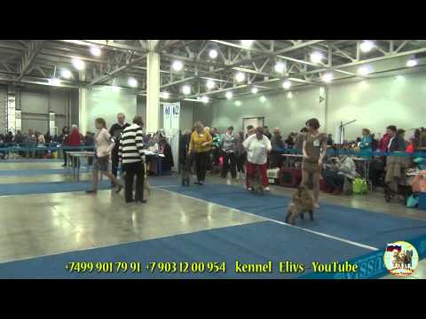 Видео: Международная выставка собак ''Евразия 2014'' 2. Керн терьер. Eurasia-2 dog show. Cairn terrier.