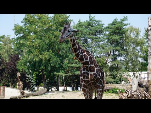 Видео: Бюджетный отдых в Польше. ZOO WROCLAW 2020!Самый большой зоопарк в Польше!