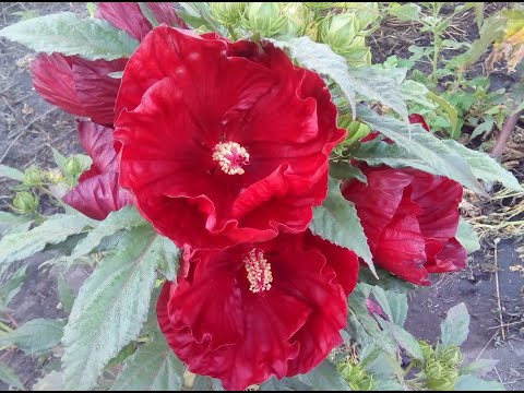 Видео: Гибискус травнистый посев семян