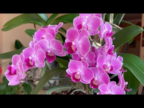 Видео: Просто релакс 🌺🌿🌺