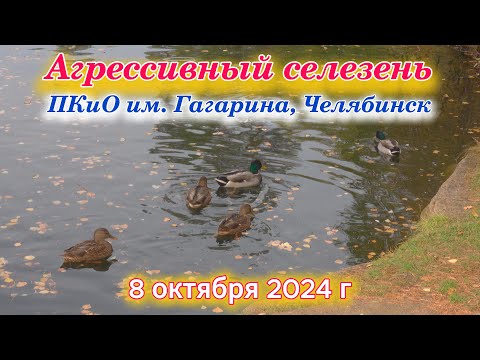 Видео: Утиные разборки в парке 8 октября 2024 г