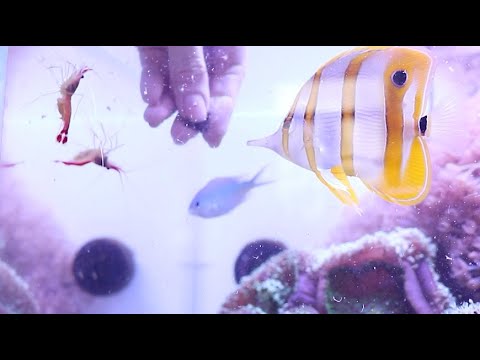 Видео: Морской аквариум Vlog: обзор и уход