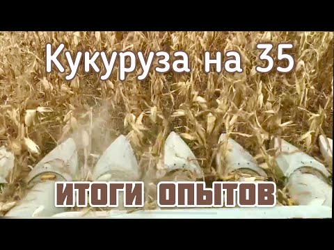 Видео: Итоги опытов на кукурузе