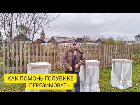 Видео: УКРЫТИЕ ГОЛУБИКИ НА ЗИМУ / Деревенька на Урале / Выпуск 74