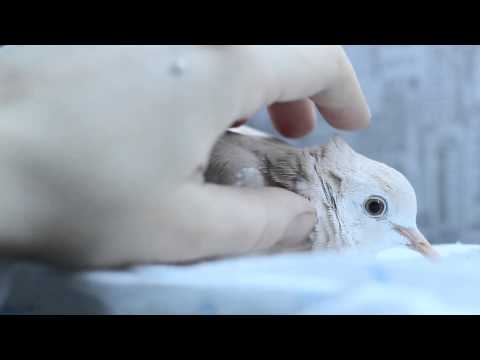 Видео: Смеющаяся египетская горлица