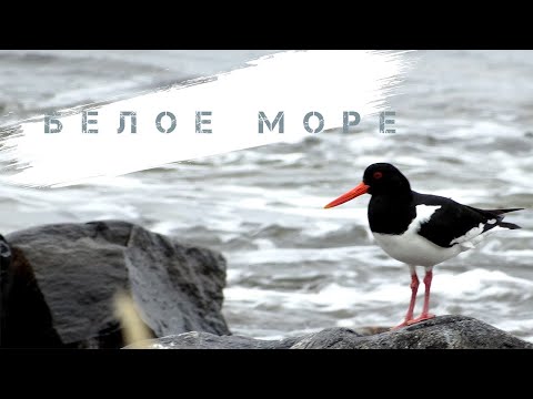 Видео: Белое море 2016 - ловим треску на острове Кишкин, собираем мидий