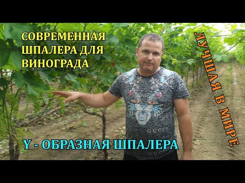 Видео: СОВРЕМЕННАЯ ШПАЛЕРА ВИНОГРАДА - Y ОБРАЗНАЯ / Виноград в Греции / Grapes in Greece