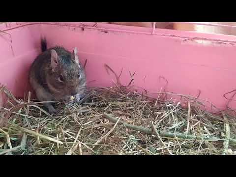 Видео: Уход, содержание, кормление белок дегу 🐿
