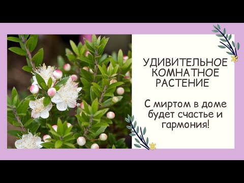 Видео: ВЫРАЩИВАЕМ МИРТ! УНИКАЛЬНОЕ РАСТЕНИЕ ДЛЯ ВАШЕГО ДОМА!