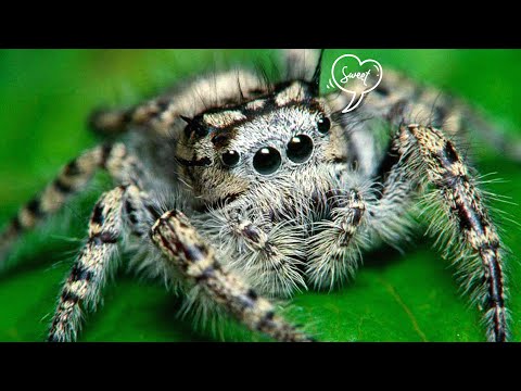 Видео: Главный страх всех арахнофобов!