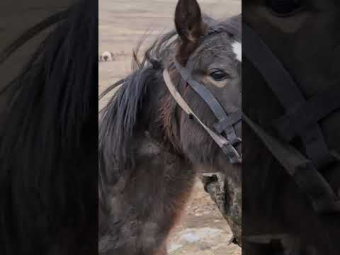 Видео: Асау уйрету, Как обучить лошадь!)