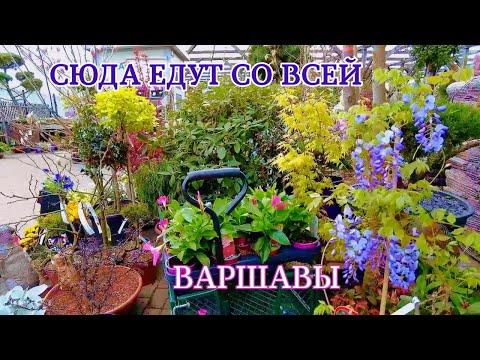 Видео: Садовый центр, куда хочется возвращаться. Весна в польской деревне.