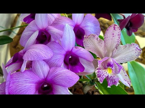 Видео: Щитовка на орхидеях. Как бороться со щитовкой на орхидеях.