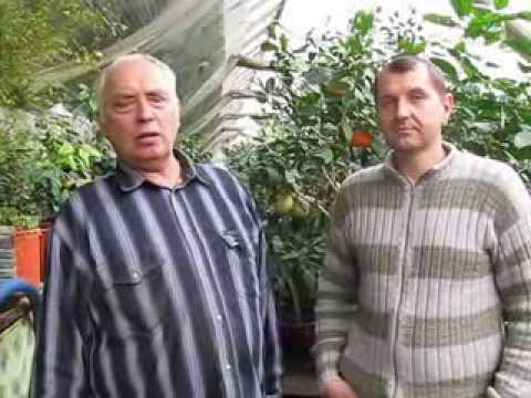 Видео: Теплица термос