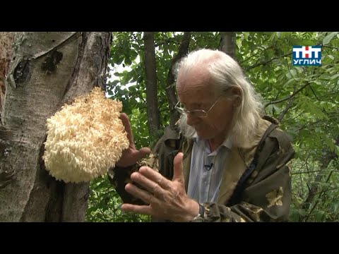 Видео: Наедине с природой. Ежовик коралловидный | 2013