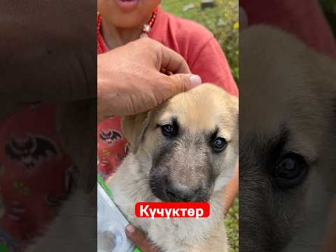 Видео: Алтын балалык. #mountains #природныепейзажи #travel #nature #лесной #горы #природа