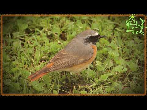 Видео: Голоса птиц Как поёт Горихвостка обыкновенная (Phoenicurus phoenicurus)