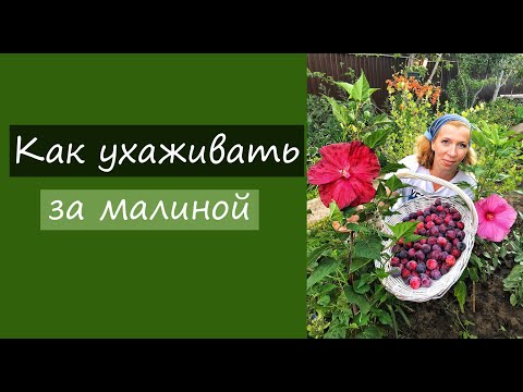 Видео: Как ухаживать за малиной???