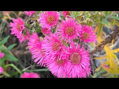 Видео: хто до мене помагати робити паштет