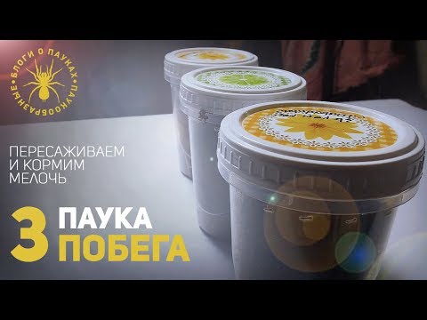 Видео: Переосмысление содержания Hati Hati