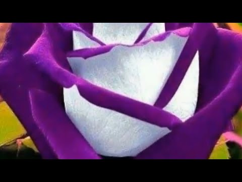 Видео: КОГДА И ЧЕМ ПОДКОРМИТЬ РОЗЫ ?  А ВЫ ЭТО ЗНАЛИ ?