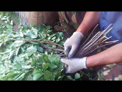 Видео: Делаем ольховый веник для русской бани